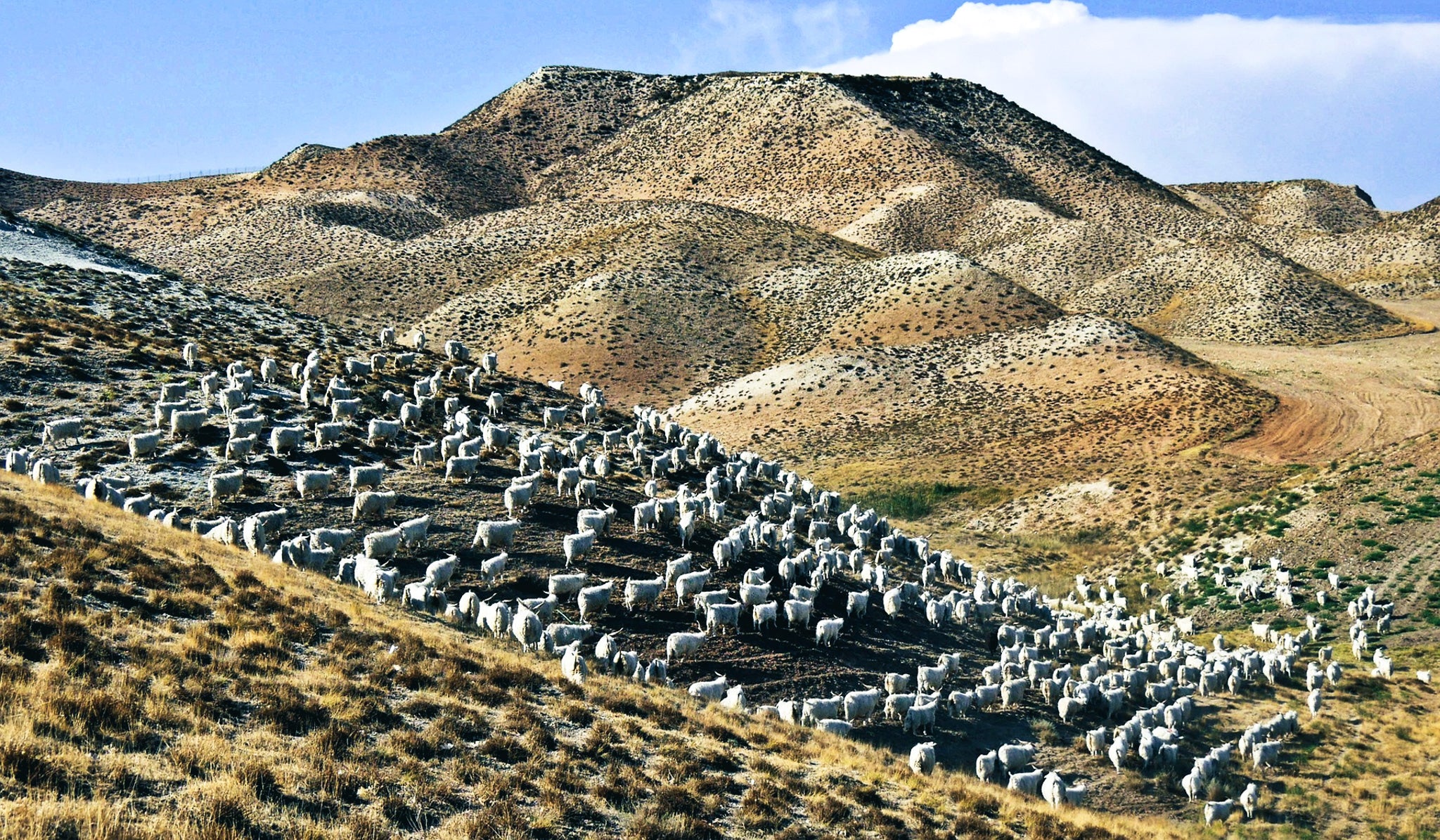 Angora-Herde-Türkei
