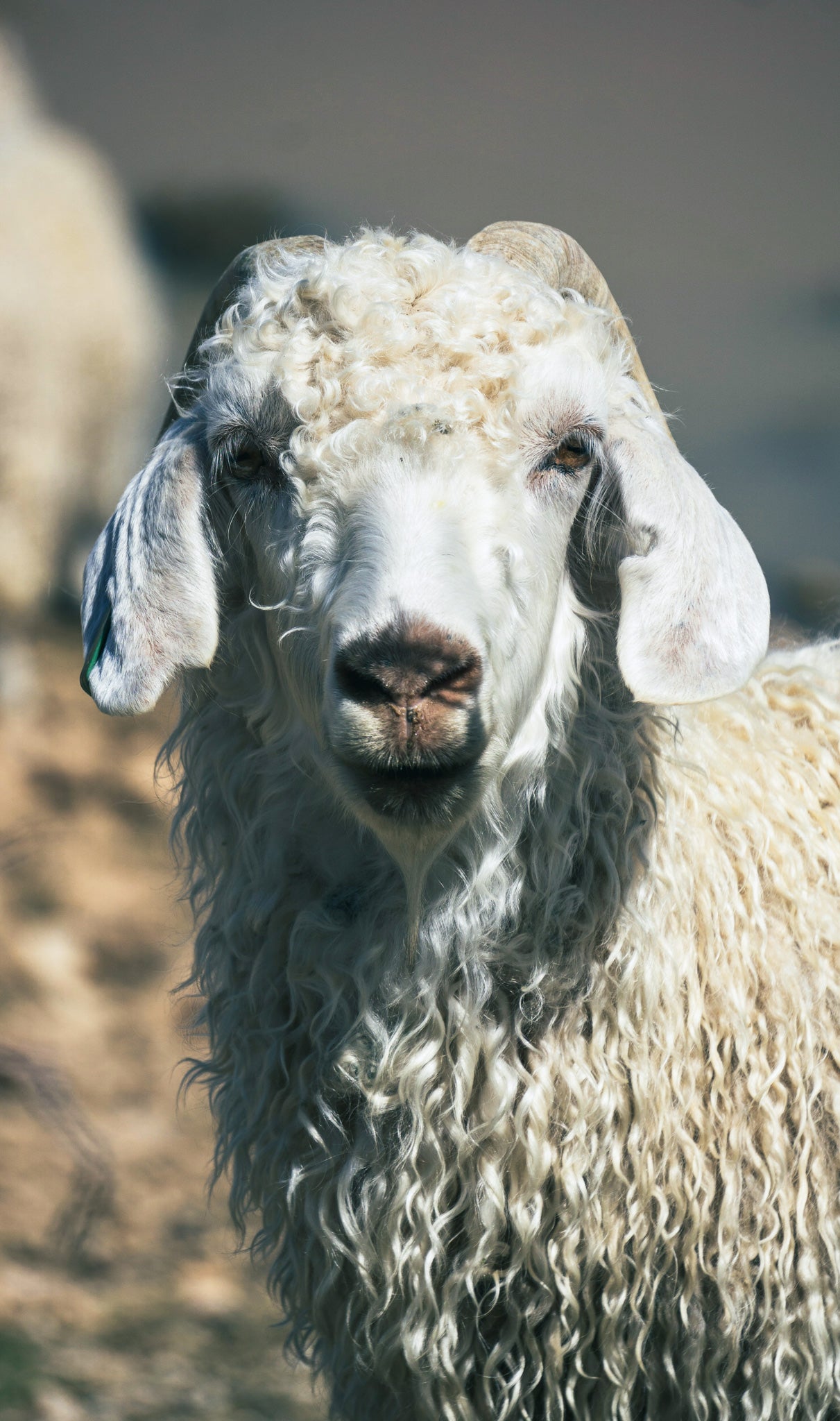Angora-Ziege-MohairProduktion