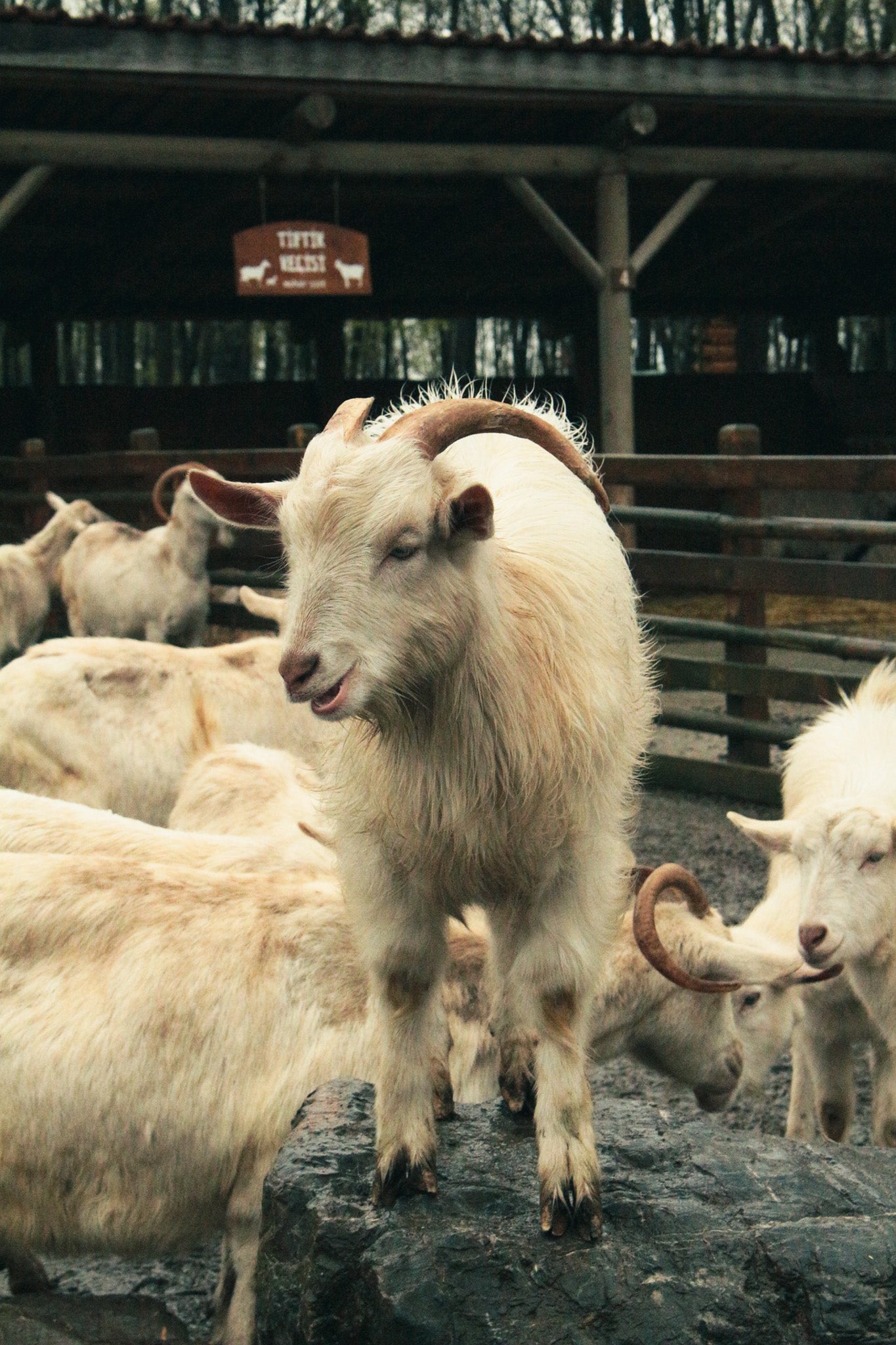 Angora-Ziege-Mohair-Wolle