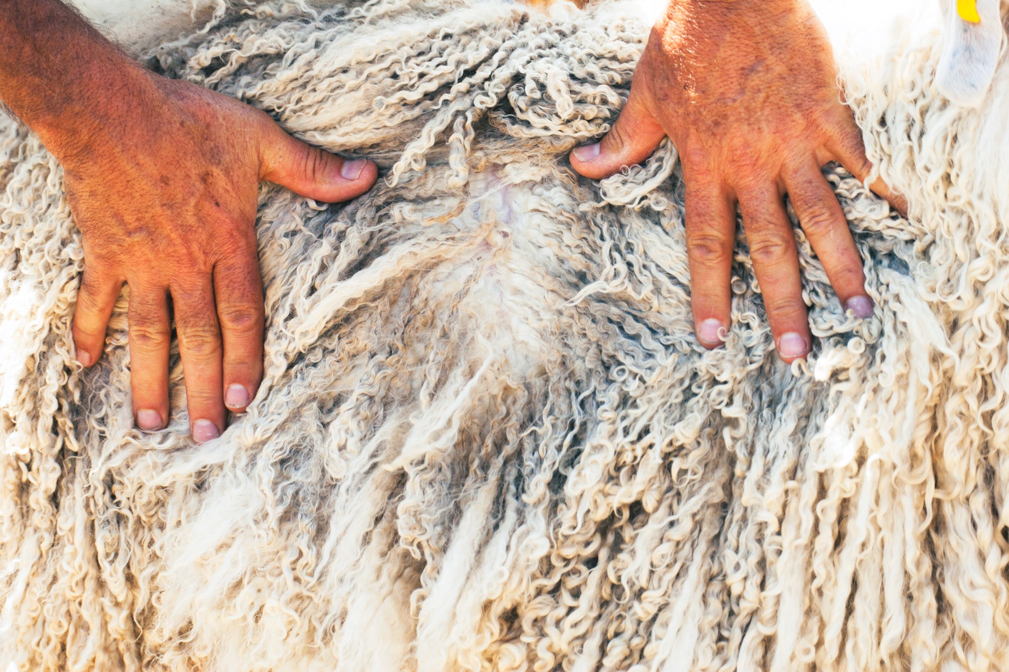 Mohair-wolle-fuer-siirt-decken
